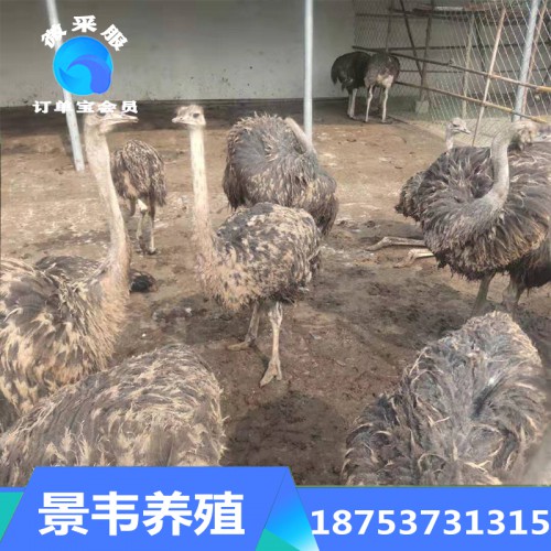 鴕鳥 鴕鳥小苗價(jià)格