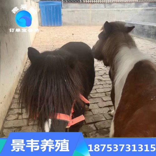 矮馬 德寶矮馬 英國(guó)設(shè)特蘭矮馬 寵物矮馬