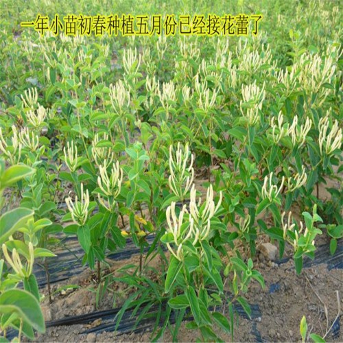 金銀花苗種植技術(shù) 北花一號(hào)金銀花