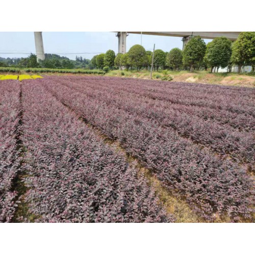 紅花檵木 紅花檵木基地