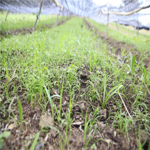 川貝母苗一畝地種多少棵  川貝母苗價格 川貝母苗供應商