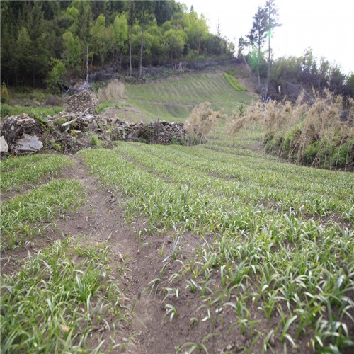 川貝母藥材價格及前景 川貝母什么時間種植 一年生川貝母苗價格