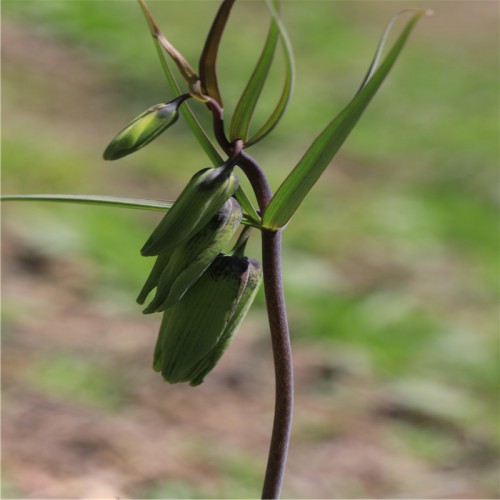 川貝母怎么種植 川貝母的種植技術(shù)視頻