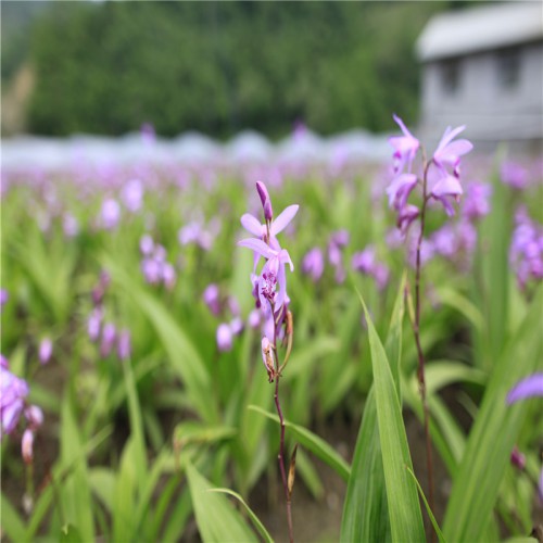 白及、白芨種植技術(shù) 白及、白芨種苗 白及、白芨的種植前景