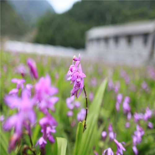 白及、白芨種苗哪里有 白及、白芨的作用與功效