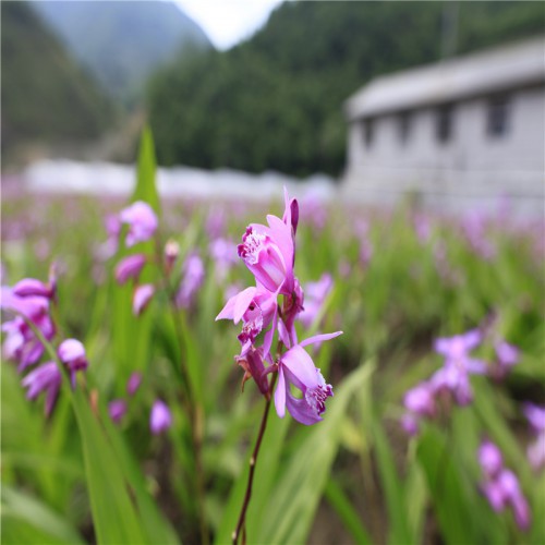 白及、白芨種植幾年能收獲 白及、白芨種子到那買