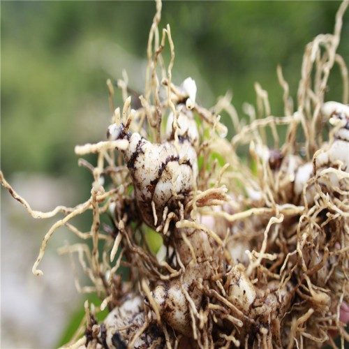 白及、白芨種子哪里有賣的 求購白及、白芨種子