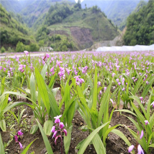 白及、白芨苗一年的好還是兩年的好 白及、白芨苗價格