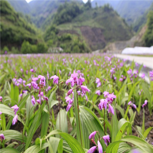 鮮白及、白芨的價格 白及、白芨未來的價格如何