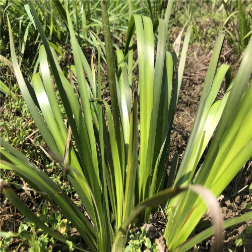 石菖蒲適合哪里種植 種植幾年能收獲 怎么種植 種植技術(shù)視頻