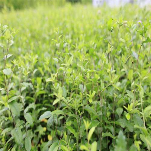 蒼術(shù)種植幾年能收獲 種子到那買 求購(gòu)蒼術(shù)種子 一畝地栽多少苗