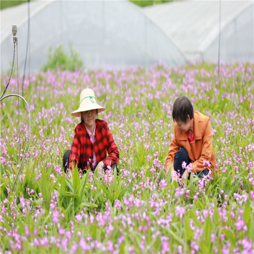 白芨種植技術(shù)、白及、白芨種苗