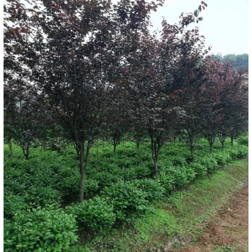 基地直銷 茶梅球 茶梅價格 茶梅球價格