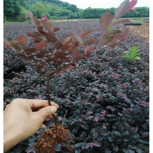 紅花繼木 紅花繼木小苗 紅花繼木小苗價格 紅花檵木價格