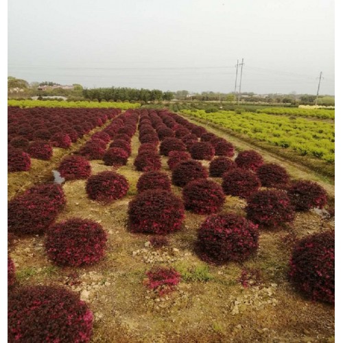 110-120公分紅花繼木球 紅花繼木球價格  紅桎木球