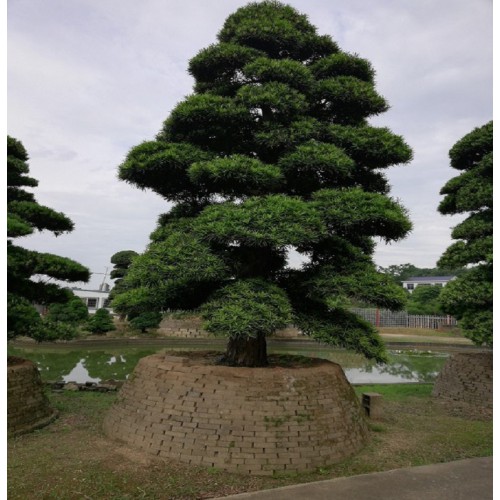 28-29-30公分羅漢松樁價格 羅漢松樁景 造型羅漢松樁