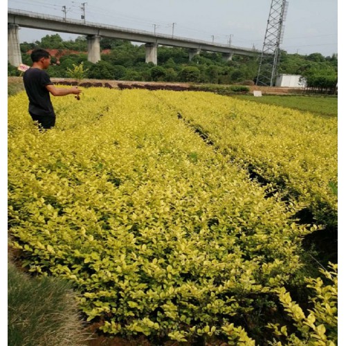 大量供應(yīng)金葉女貞 金葉女貞小苗 金葉女貞小苗價(jià)格