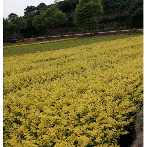 基地直銷金葉女貞 金葉女貞小苗 金葉女貞小苗價(jià)格