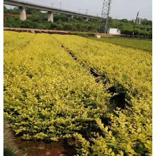 金葉女貞小苗 金葉女貞小苗價(jià)格 金葉女貞地栽苗