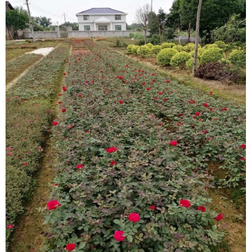 月季花 月季花價(jià)格 小花月季價(jià)格  豐花月季價(jià)格 月月紅