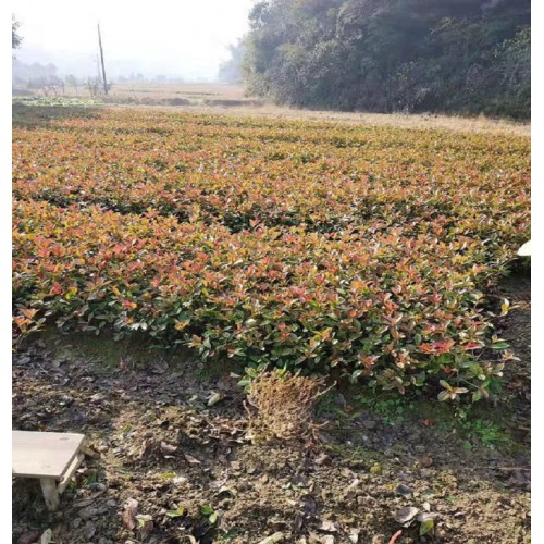 【勝予苗木】 紅葉石楠小苗價格 紅葉石楠價格