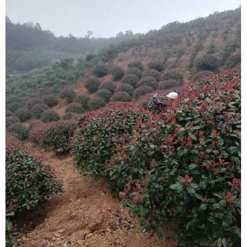 【勝予苗木】紅葉石楠球 紅葉石楠球價格 紅葉石楠價格