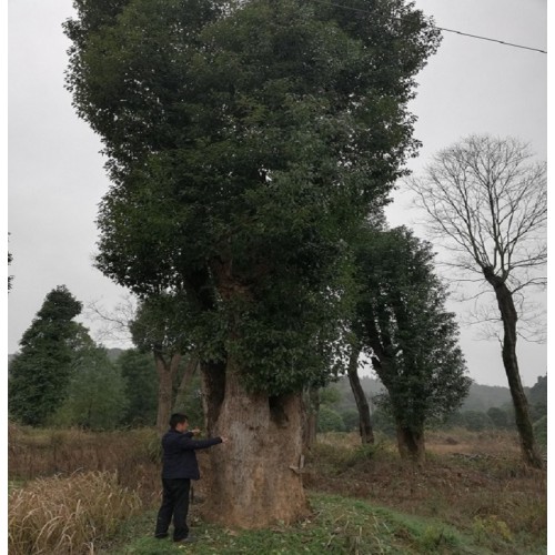 大香樟樹價格