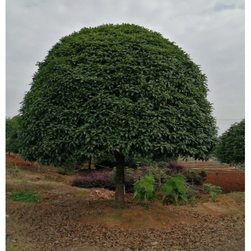 【基地直銷】桂花樹價(jià)格 桂花價(jià)格