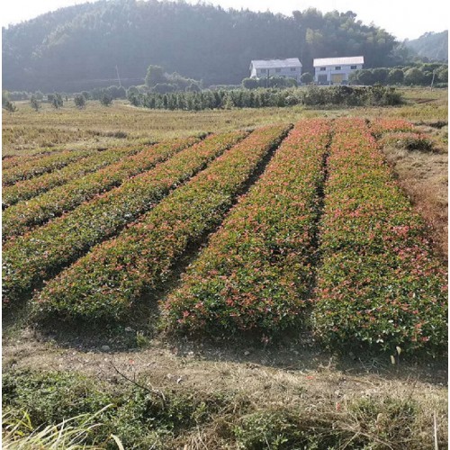 【勝予苗木】 紅葉石楠小苗價格 紅葉石楠價格