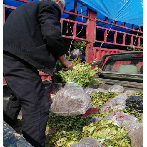 【大量供應】蚊母小苗價格 中華蚊母小苗價格 小葉蚊母小苗價格