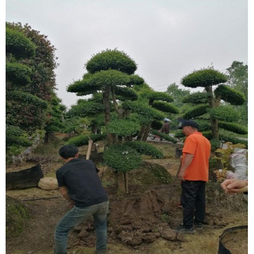 【勝予苗木】10-30公分造型女貞樁 女貞樁價格