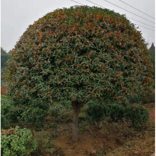 桂花樹 桂花樹價格