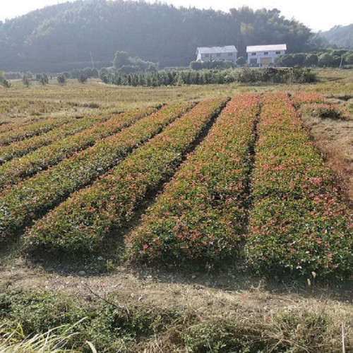 紅葉石楠小苗價(jià)格 紅葉石楠價(jià)格 紅葉石楠球 紅葉石楠樹