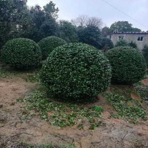 茶花 茶花球 茶花球價(jià)格 各種規(guī)格茶花球批發(fā) 高桿茶花樹