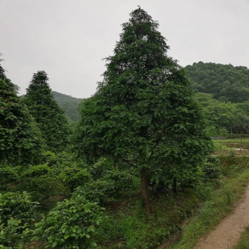 紅豆杉 紅豆杉價格  精品紅豆杉 各種規(guī)格紅豆杉批發(fā)價格