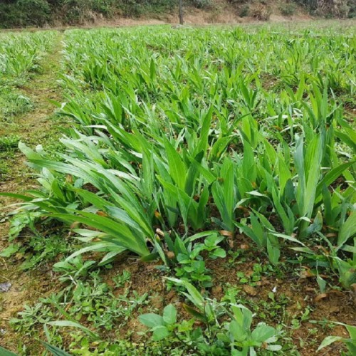 鳶尾 鳶尾小苗 鳶尾小苗價(jià)格 鳶尾價(jià)格 大花鳶尾 蘭花鳶尾