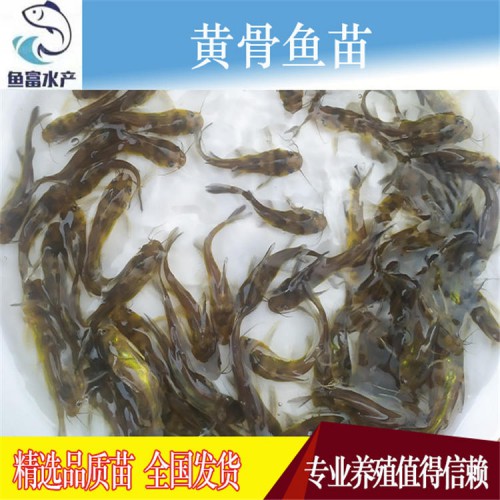 黃骨魚苗價格 黃顙魚苗 黃辣丁魚苗