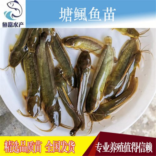 塘鲺魚苗價格 水產(chǎn)種苗