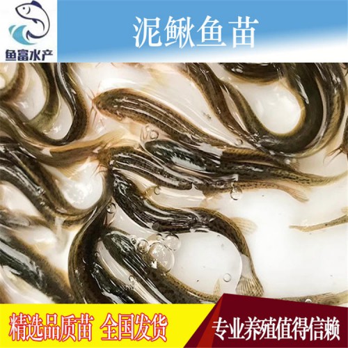 魚苗  泥鰍魚苗價格