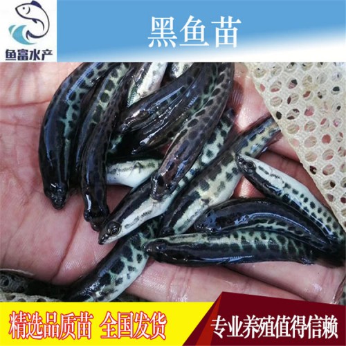 黑魚苗 繁殖場直銷