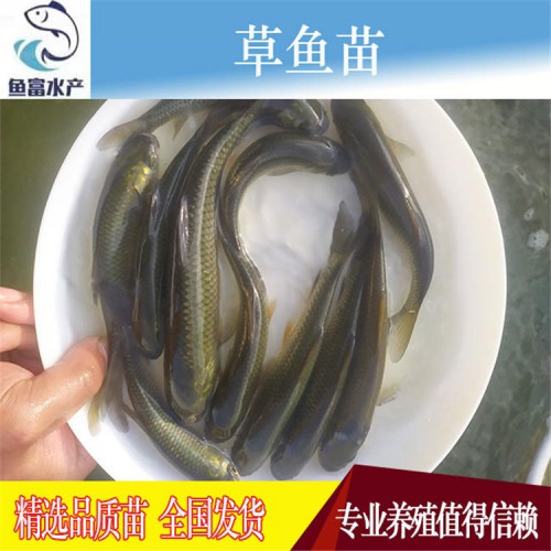 草魚魚苗價格