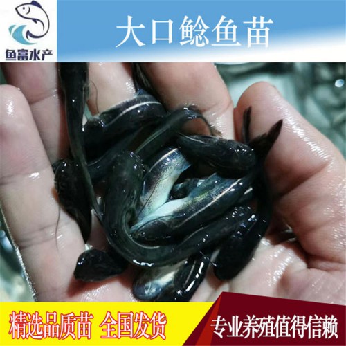 大口鯰魚苗價格