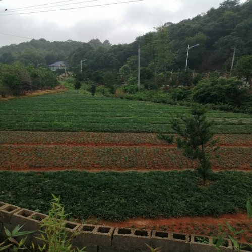 大量供應 玉龍草 玉龍草價格