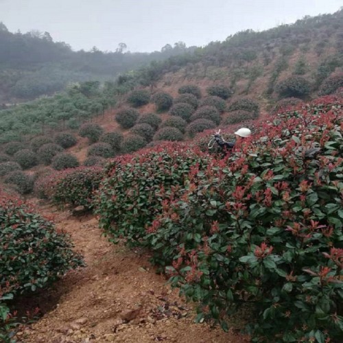 紅葉石楠球價格 紅葉石楠價格 紅葉石楠樹價格 紅葉石楠小苗