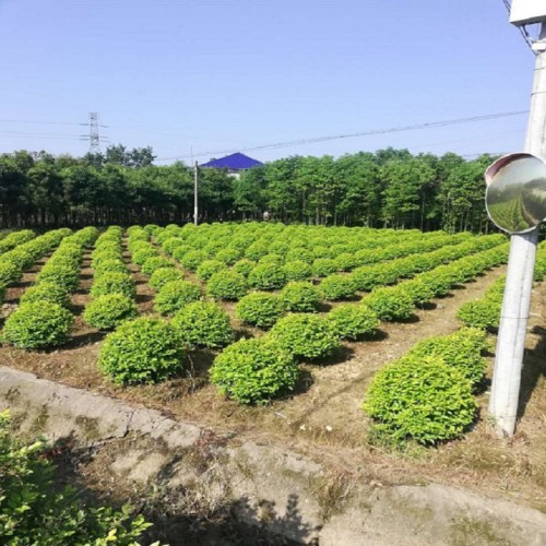 金葉女貞球價格 金葉女貞小苗價格 金葉女貞價格