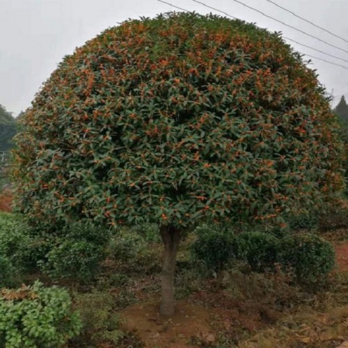 桂花樹價格 丹桂 八月桂 金桂 四季桂 月月桂 叢生桂花