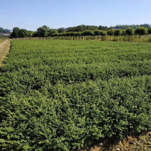 龜甲冬青  龜甲冬青小苗價格 各種規(guī)格龜甲冬青球批發(fā)價格