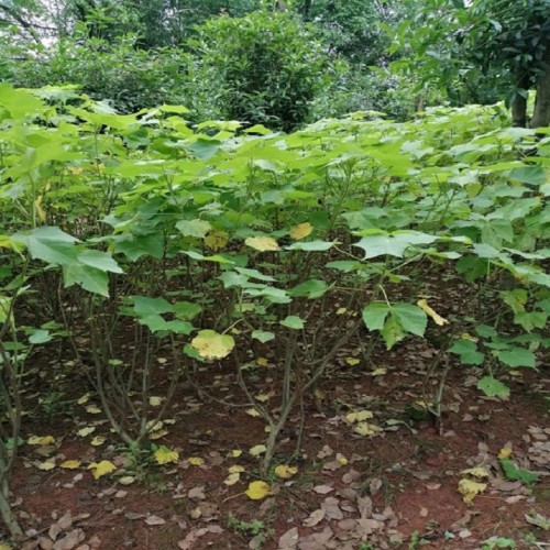 木芙蓉價(jià)格 芙蓉花 120-150-180-200公分木芙蓉