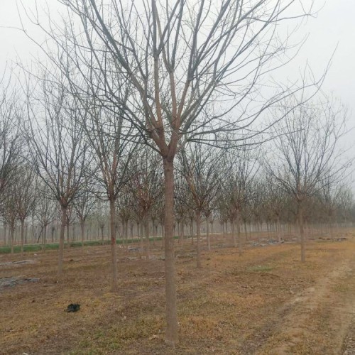 速生國槐基地 工程綠化苗木國槐樹 公園種植速生國槐