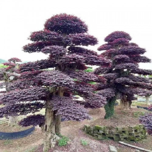 造型紅花繼木 綠化苗樹廠家 紅花繼木樁價格 紅花檵木樁景